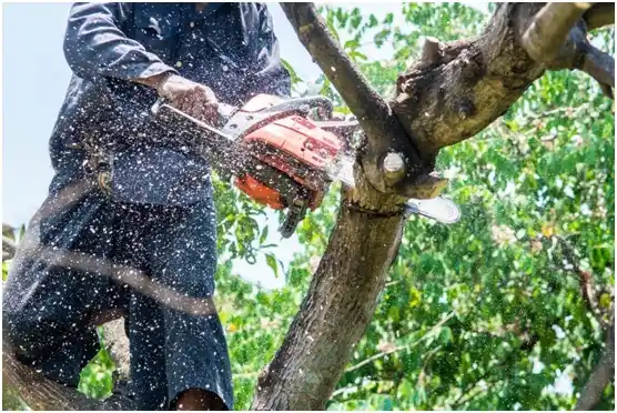 tree services North Puyallup